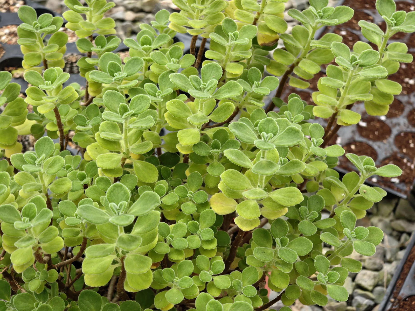 阿竹實拍的小葉左手香植株,圓潤綠葉表面有細毛,枝條間可見頂端小葉